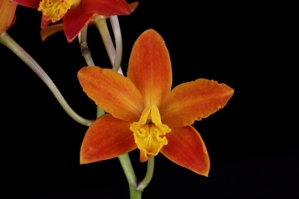 Cattleya Seagull Diamond Orchid AM/AOS 84 pts.